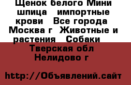 Щенок белого Мини шпица , импортные крови - Все города, Москва г. Животные и растения » Собаки   . Тверская обл.,Нелидово г.